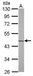 SUCLG2 antibody