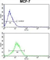 RBM3 antibody, Internal