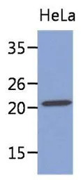 MYL4 antibody [AT4E8]
