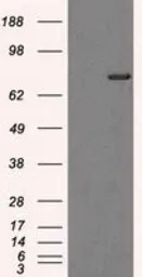 TTLL12 antibody [4B2]