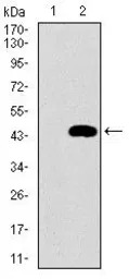 MRPL42 antibody [3H6G11]