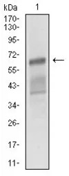 CD166 antibody [4H9A5]