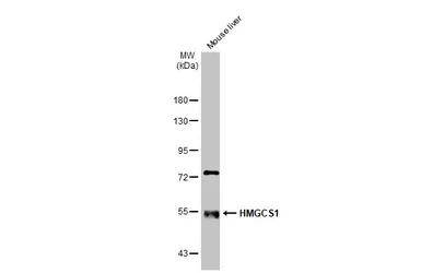 HMGCS1 antibody