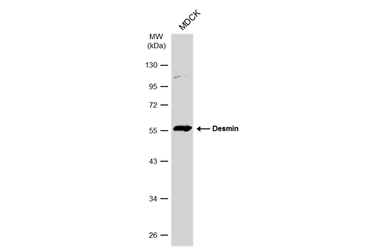 Desmin antibody