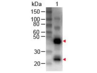 Rabbit Anti-Human IgG antibody