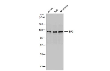 SP3 antibody
