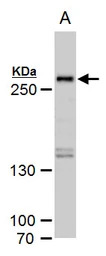 SETD1A antibody