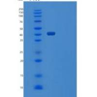 人4-1BB/TNFRSF9/CD137重组蛋白C-Fc-6His