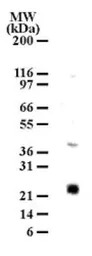 MD1 antibody