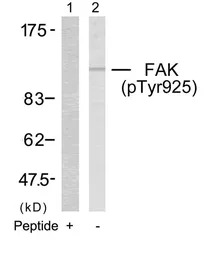 FAK (phospho Tyr925) antibody