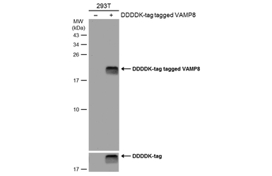 VAMP8 antibody