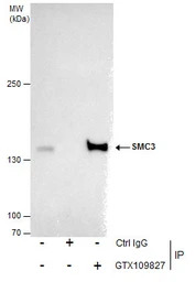 SMC3 antibody [N1N2], N-term