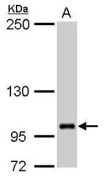 FOG2 antibody