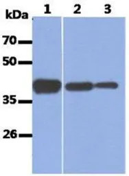 Aldolase A antibody [AT3F9]