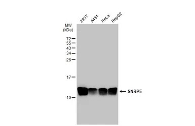 SNRPE antibody