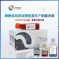 细胞包被液(适合原代细胞)（Cell adherent reagent）（200x）