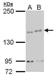 IKAP antibody [C1C2], Internal