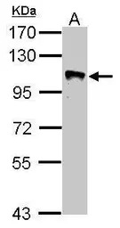 GRASP1 antibody [N3C2], Intern
