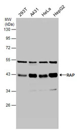 LRPAP1 antibody [N1C3]