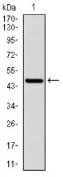 p70 S6K antibody [5G9]