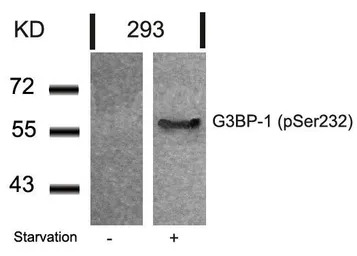 G3BP1 (phospho Ser232) antibod