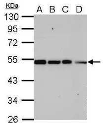 TRIP15 antibody