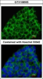 BMP8A antibody [C3], C-term
