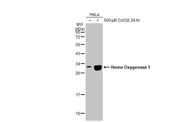 Heme Oxygenase 1 antibody