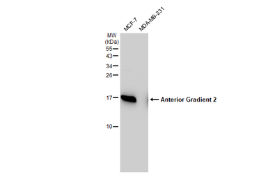 Anterior Gradient 2 antibody