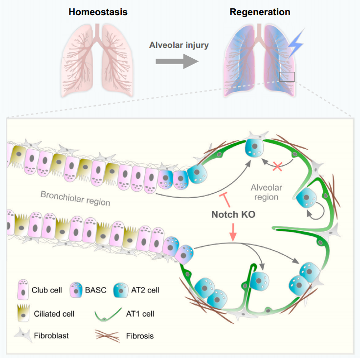 Cell | 南模生物助力肺泡干细胞在肺修复和再生中的来源追踪研究