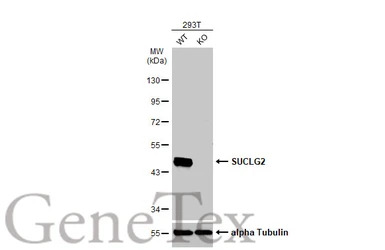 SUCLG2 antibody