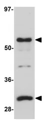 SGK493 antibody
