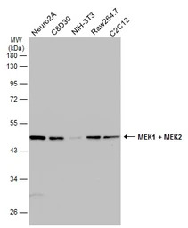 MEK1 + MEK2 antibody