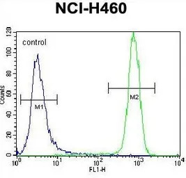 c-Kit antibody, N-term