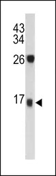 DCD antibody, C-term