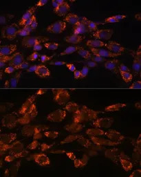 Monoamine Oxidase A antibody
