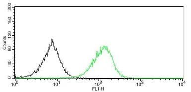 CD5 antibody [GT0012]