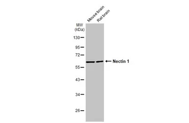 Nectin 1 antibody