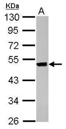 Keratin 36 antibody