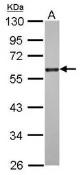 CDC25C antibody