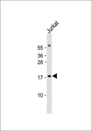 RBM3 antibody, Internal