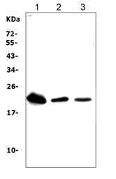 TREM1 antibody
