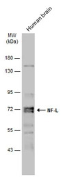 NF-L antibody