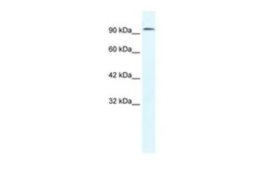 CLCN3 antibody, C-term
