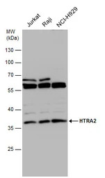 HTRA2 antibody