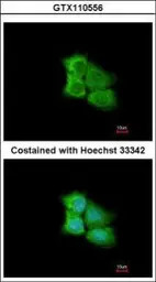 PCMT1 antibody