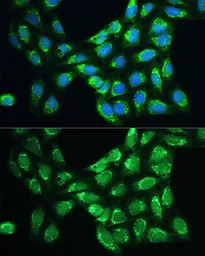 Peroxiredoxin 5 antibody
