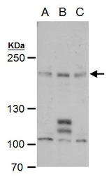 PCF11 antibody