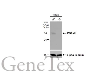 PGAM5 antibody
