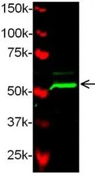 Bmp2b antibody